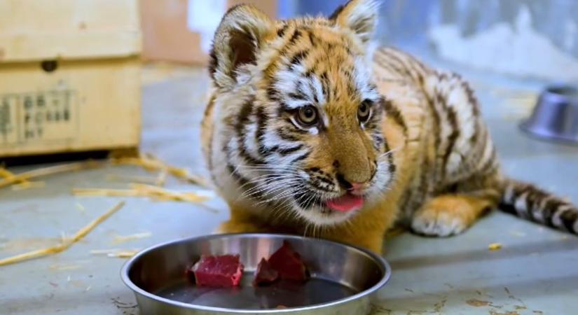 Videót tettek közzé a kis tigrisről, akit egy tiszafüredi férfi tartott az otthonában