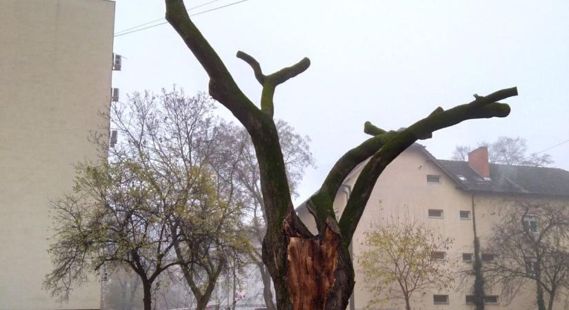 Megcsonkítva álldogál az egykori híres szegedi baglyos fa