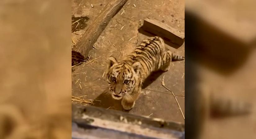 Tigriskölyökre bukkantak egy drograzzia során - az állat az állatkertbe került