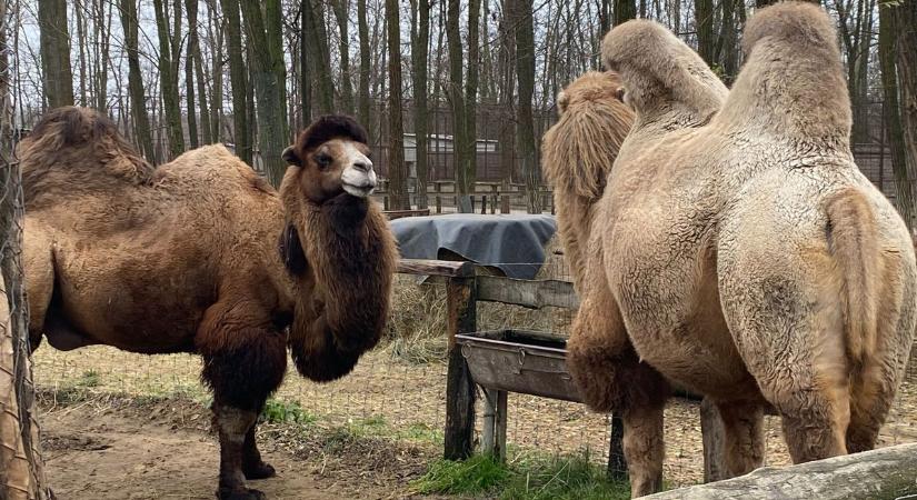Hogy-hogy nem fáznak télen az állatkert lakói? – fotók