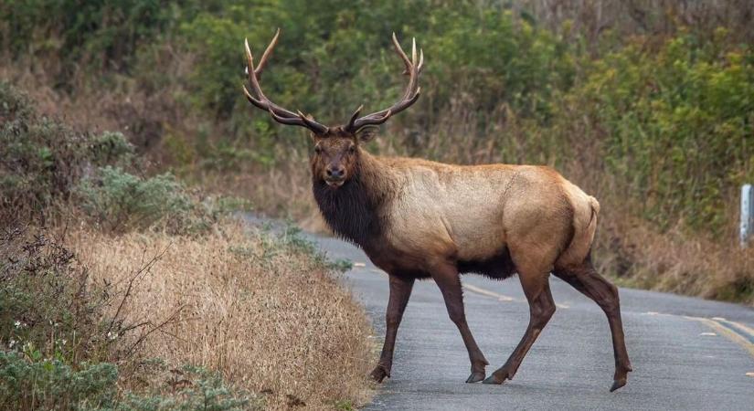 Útlezárás a Bakonyban Mikuláskor, ezt minden túrázónak tudnia kell!