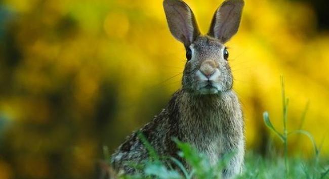 Durva vírus pusztítja a mezeinyulakat