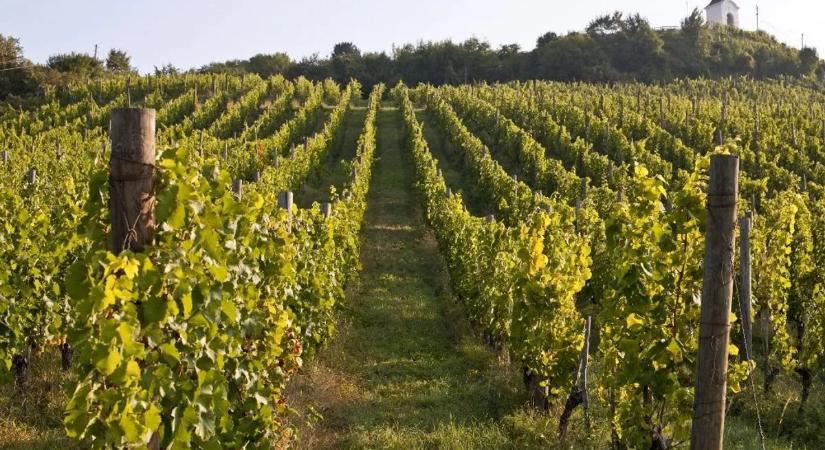 Veszélyben a világhírű szőlőtőke? Új tibeti rekorder kavarta fel a kedélyeket