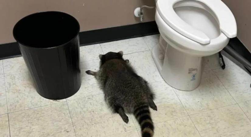 Leitta magát, tört-zúzott, majd beájult egy italboltban egy mosómedve