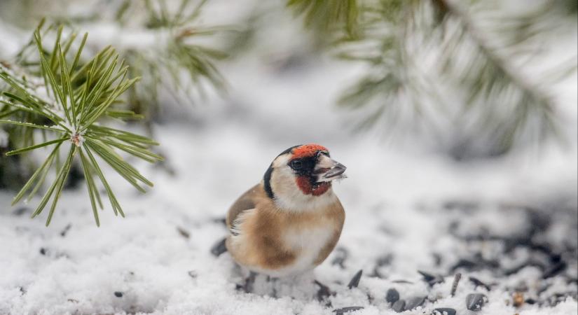 Elő a távcsövekkel, indul a Nagy Téli Madárles