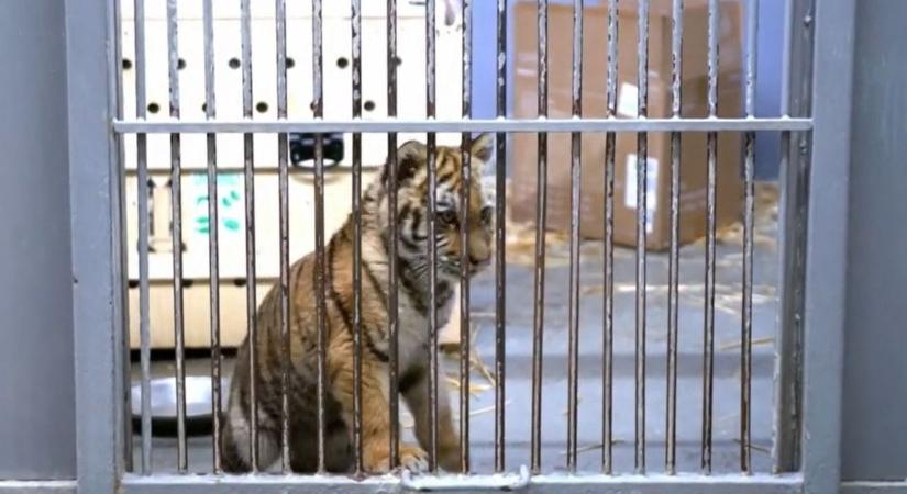 A rendőrökkel is összebarátkozott a Tisza-tónál talált tigrist  videó