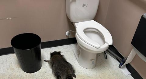 Betört az italboltba, széttörte és megitta az alsó polcos whiskyket, majd kidőlt a vécében a virginiai mosómedve