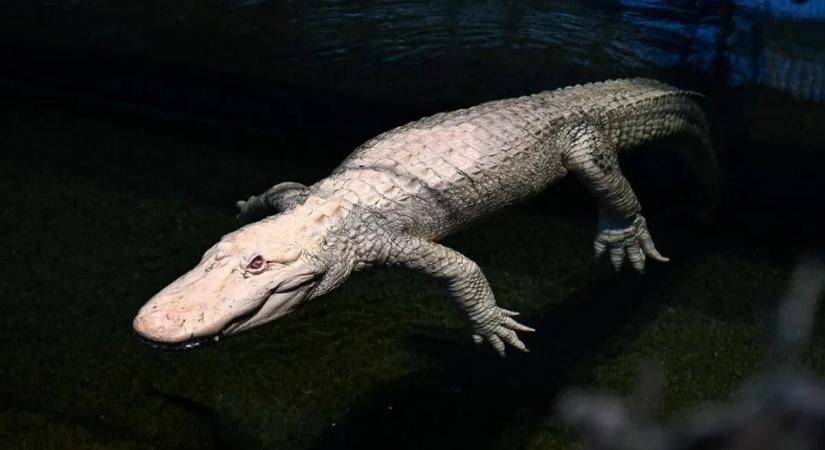 Elpusztult a 30 éves, ritka albínó aligátor