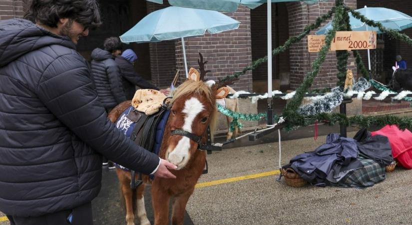 Botrány a Dóm téri pónilovaglás körül, a hatóság azonban minden rendben talált