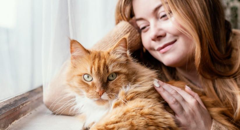4 dolog, amit a macskák figyelembe vesznek, amikor kiválasztják kedvenc emberüket