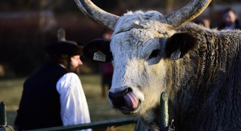 FAO: 2026 a Legelők és Pásztorok Nemzetközi Éve