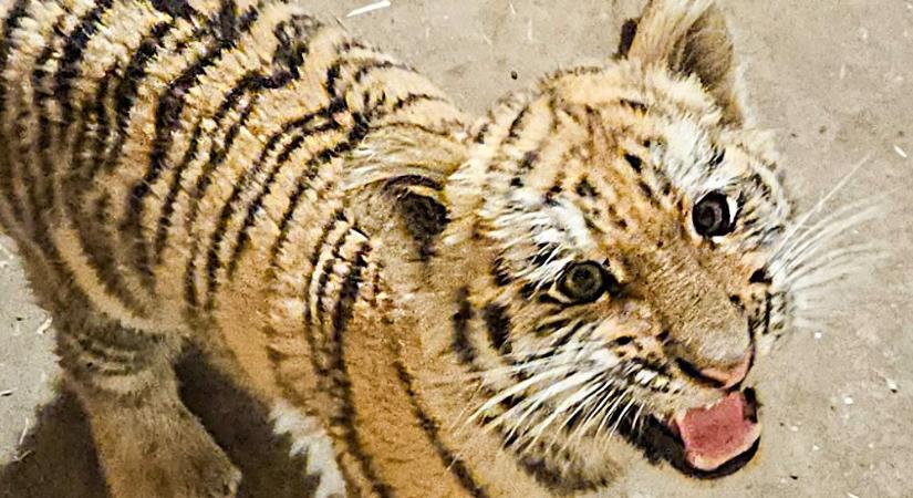 Drog helyett tigriskölyköt találtak a rendőrök Tiszafüreden