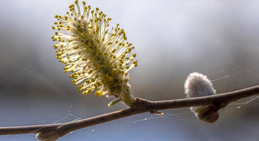 A kecskefűz lett az év fája
