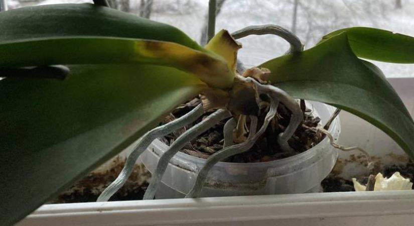 Feketedik az orchidea levele – mit tegyünk, hogy életben maradjon?