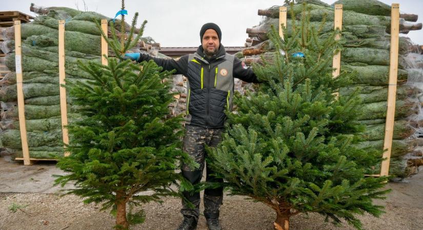 Fenyőkörkép - A Nordmann a sztár, Győrbe Dániából is érkeznek karácsonyfák - fotók