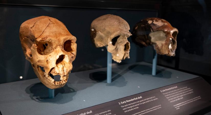 Kiderült, hogy nem is haltak ki a neandervölgyi emberek