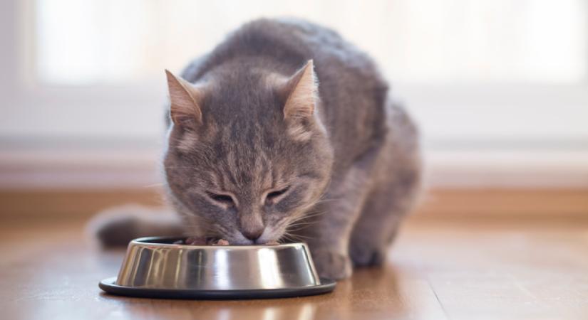 Ez az 5 legveszélyesebb étel a cicának, bele is halhat, ha eszik belőlük