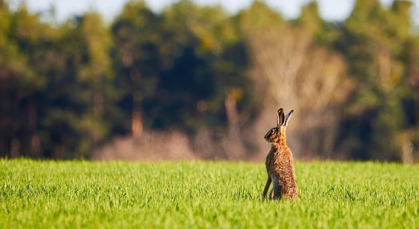 A mezeinyúl-állomány 80-90 százaléka is elpusztulhat Békés vármegyében