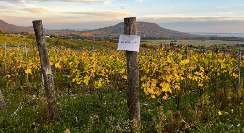 Lesz-e magyar bor jövőre?