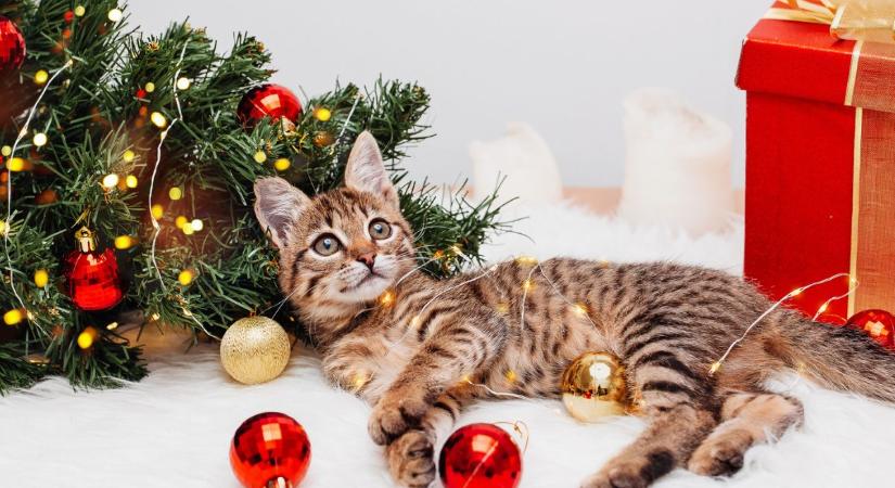 Fő a biztonság: így tartsd távol a háziállatodat a karácsonyfától