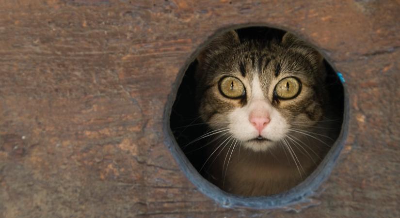 Valóban Newton találta fel a macskaajtót?