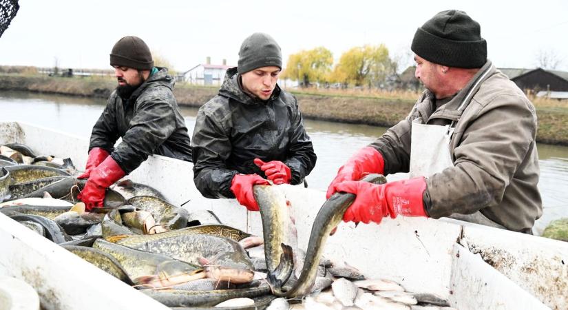Ennyiért adják a karácsony slágertermékét, ezért rekordolcsó Szolnokon – videóval, galériával