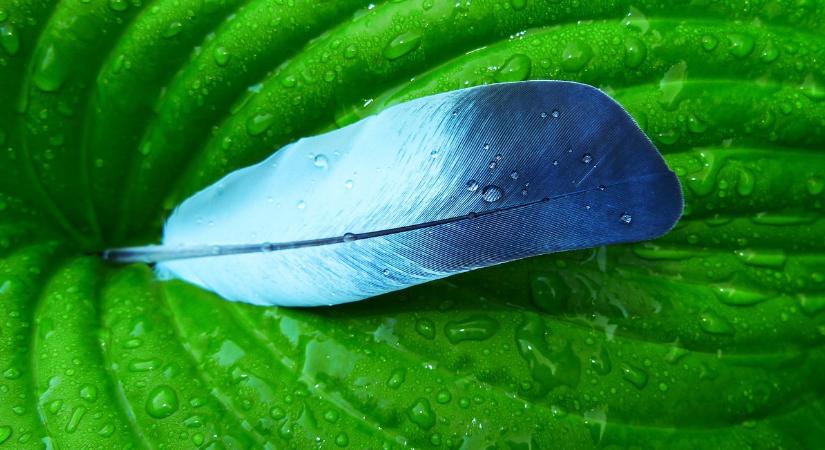 106 éve hunyt el idősb. mezőkomáromi Entz Géza biológus, zoológus