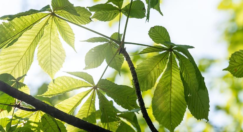 AM: nagyszabású fejlesztés indul a Nógrádi Tájegység erdős sztyeppein