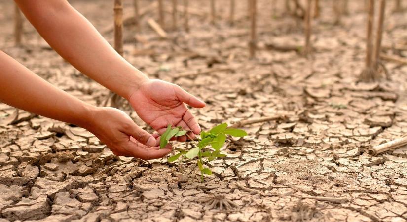 56 millió éve a növényzet összeomlott a felmelegedéstől– most is ez vár ránk?