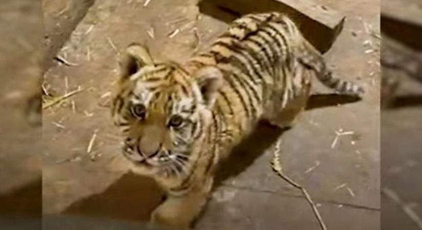 Nem hittek a szemüknek: drogért mentek, tigrist találtak a rendőrök Tiszafüreden (VIDEÓ)