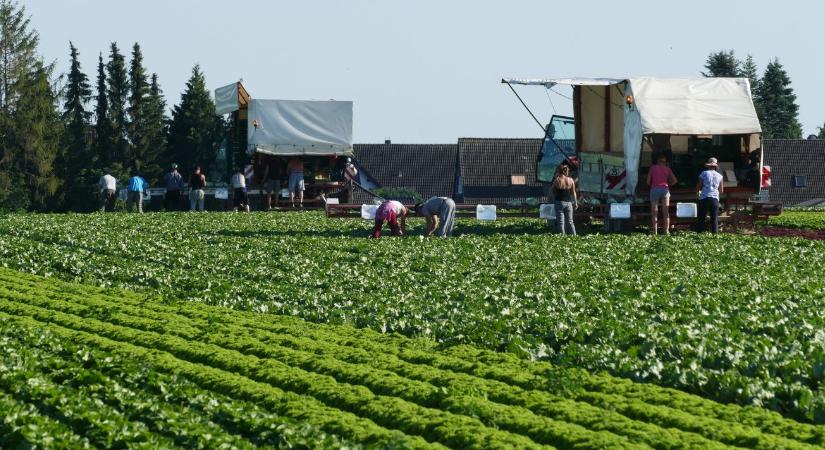 Érvényben maradnak a vendégmunkások foglalkoztatására vonatkozó feltételek