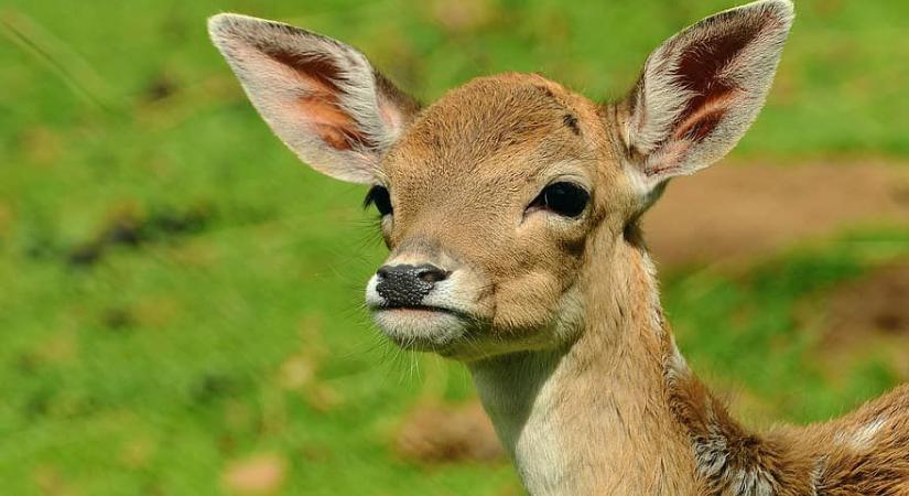 Őzgázolás Vattánál