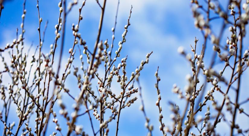 Meglett a szavazás eredménye: őrület, miről döntöttek itthon