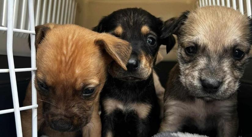 Erről is a Fidesz tehet – máris több kutya és macska kerül az utcára?