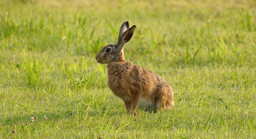 Szinte az összes mezei nyúl elpusztulhat ebben a vármegyében