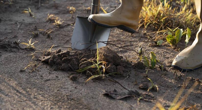 Aranyrúd fordult ki a szántóföldből, ez lehet az évtized lelete