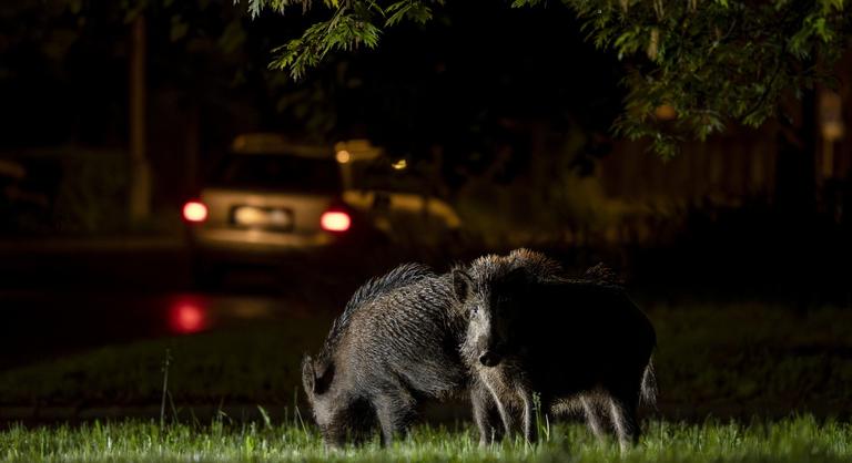 Vaddisznó rohant autónak Budapesten, egyre súlyosabb a helyzet, évszázados konfliktus is nehezíti a megoldást