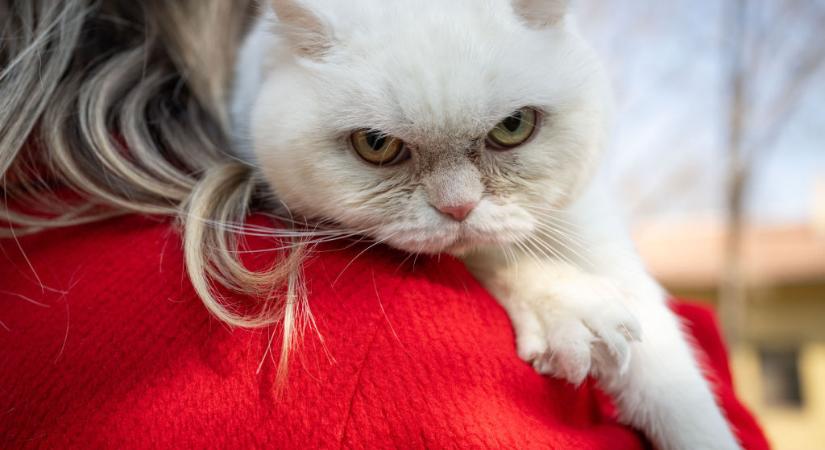 Ezért őrülhet meg a macska egyik pillanatról a másikra