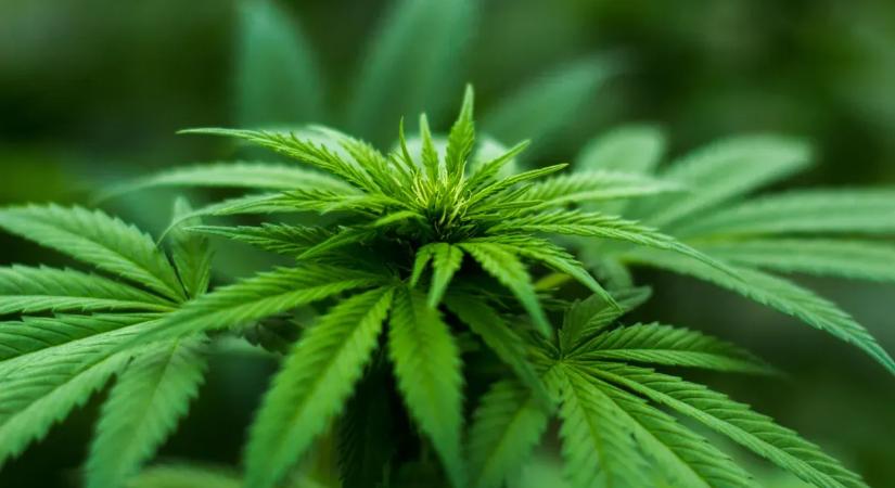 Megszólalt az egykori marihuánafüggő, kis híján megölte az a mellékhatás