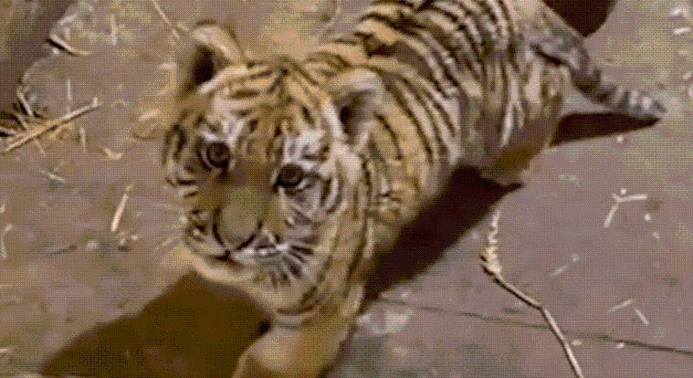 Tigriskölyköt talált a magyar rendőrség egy tiszafüredi drograzzián