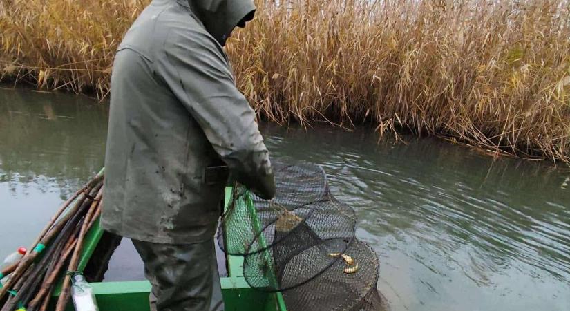Idegen halfaj egyedeivel voltak teli a varsák, a horgászok se mehetnek a közelükbe