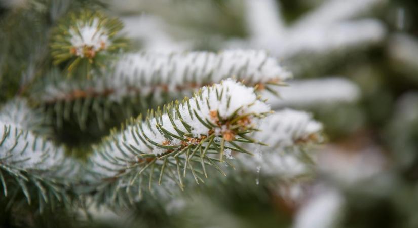 Az örökzöld fa múltjához nyúltunk vissza, amely a karácsony jelképévé vált
