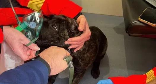 Oxigénmaszkot és egy kis felvágottat kapott az égő lakásból kimentett kutya
