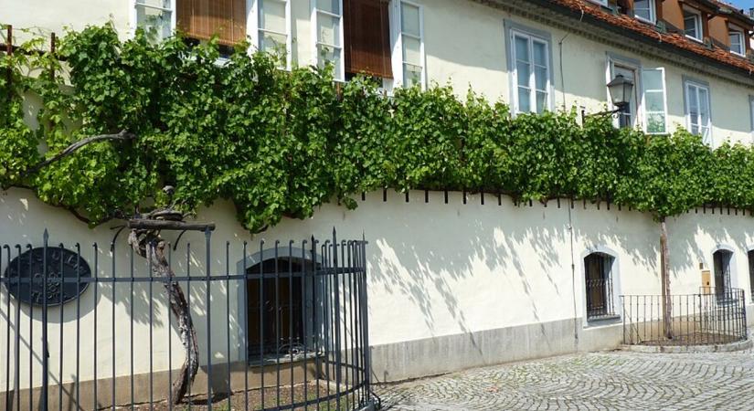 A közelünkben él a világ legidősebb szőlője: több, mint 400 éves!