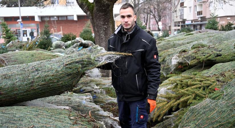 A fenyőfák már érkeznek Mosonmagyaróvárra is – megnéztük, drágábbak, mint tavaly?