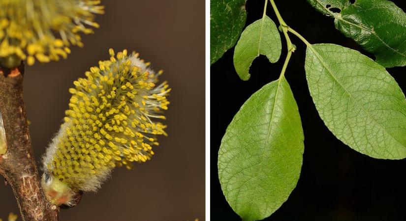 A kecskefűz lett az Év fája 2026-ban