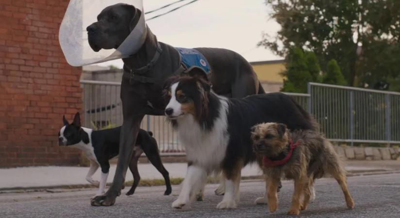 Több híresség is klónoztatja házikedvencét, a több mint 16 millió forintos eljárás azonban nem biztos, hogy az elvárt eredményt hozza