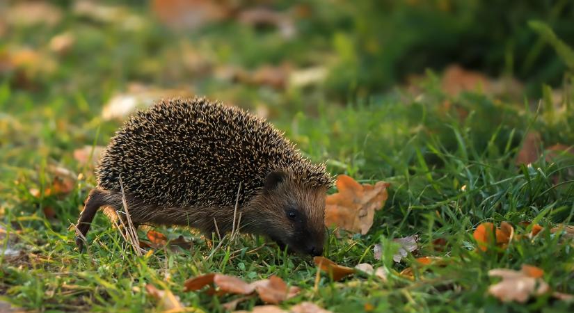 Teendők, ha télen sünnel találkozunk a kertben