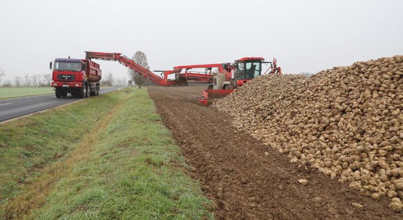 Vasi répából készül a cukor Kaposváron - véget ért a betakarítás