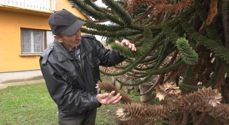 Fenyőfajokat is megvisel a klímaváltozás